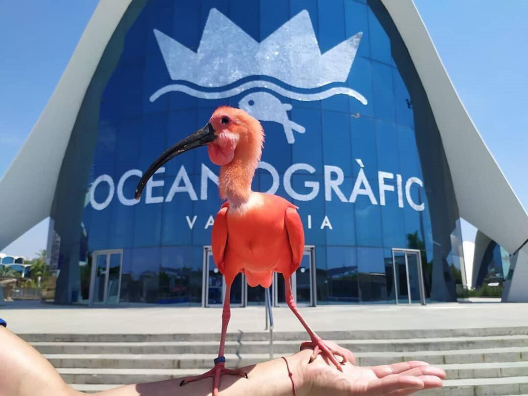 Zazú, el ibis escarlata embajador del Oceanogràfic, frente al edificio de accesos