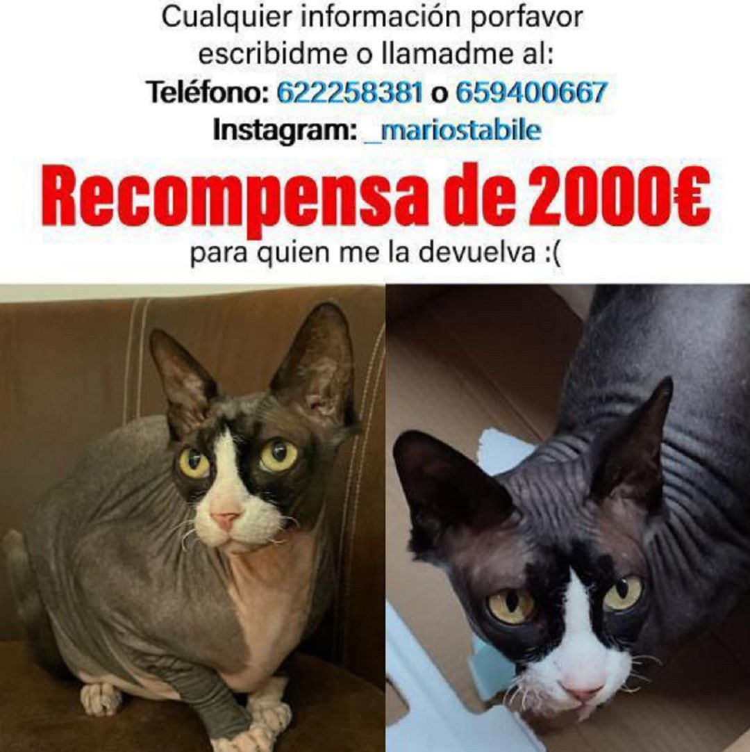 Cartel facilitado por Mario Stabile en el que se pide colaboración ciudadana para encontrar a la gata extraviada. 