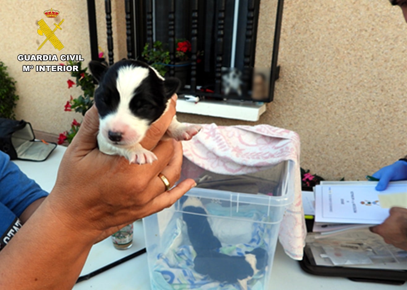 Cuatro cachorros abandonados en un contenedor de basura