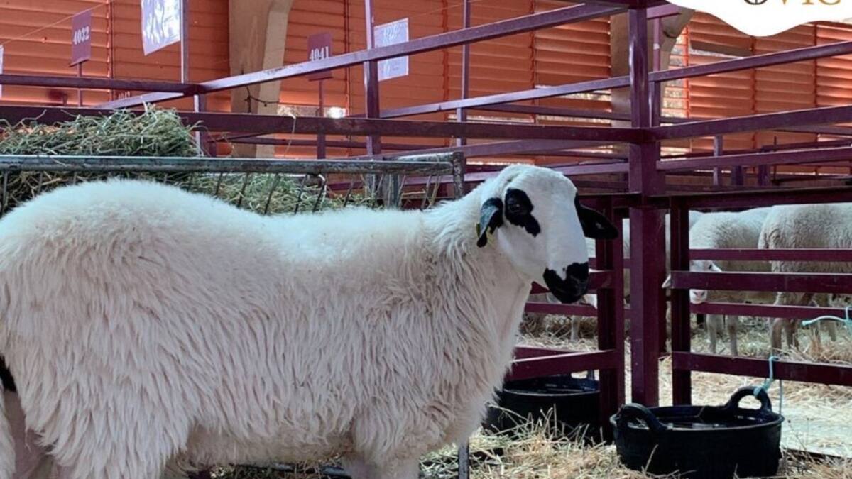 Pastores hablan por teléfono con personas confinadas