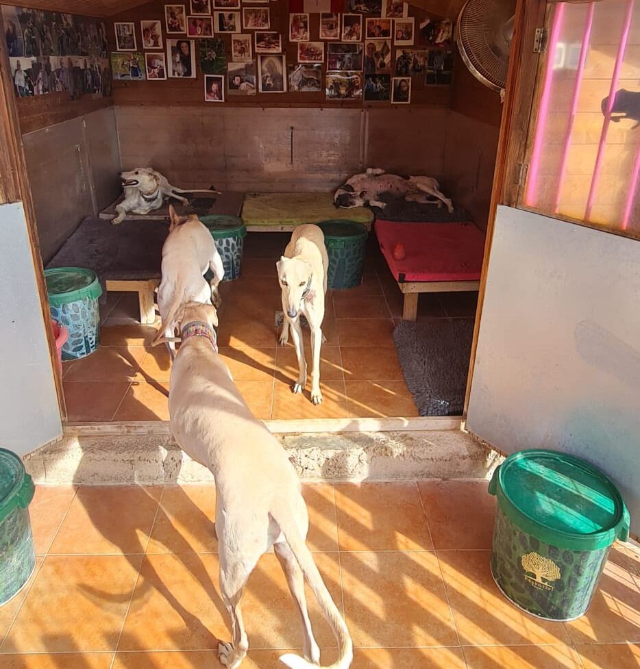 Las casetas disponen de música para relajar a animales que han sufrido maltrato en la práctica totalidad de los casos 