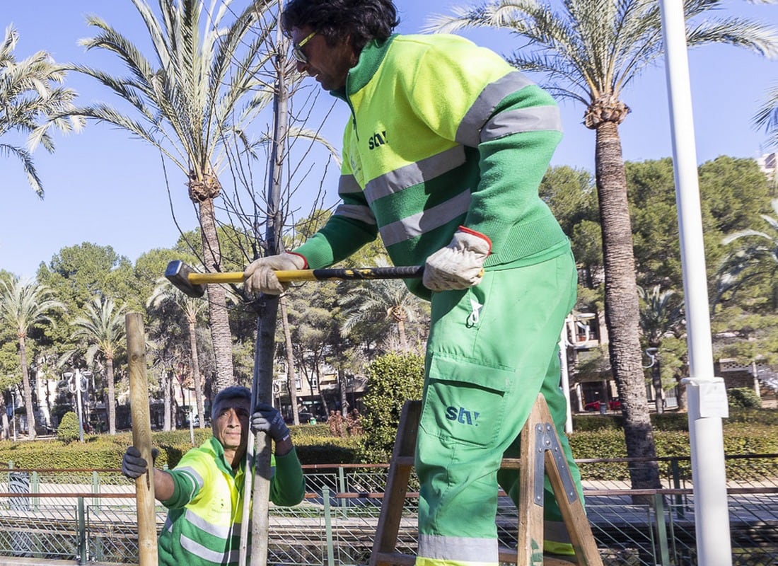 Nuevos árboles para el Parc Sant Pere de Gandia