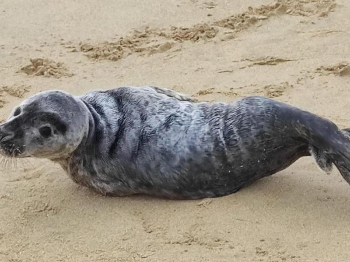 Avistan una foca joven en La Concha