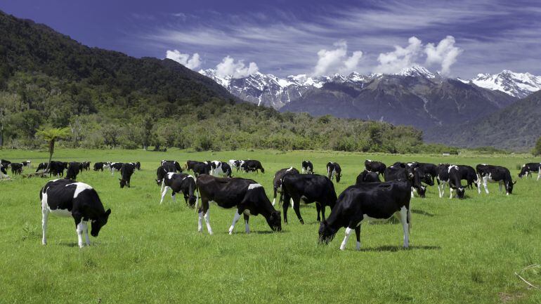 Vacas en un prado de montaña