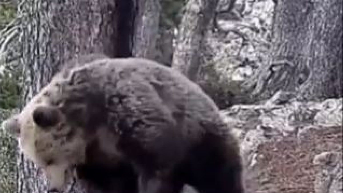 Imatges d&#039;un os al país, enregistrades pel cos de Banders