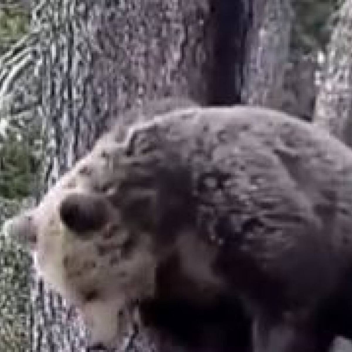 Detectats cinc ossos a Andorra durant els últims tres mesos