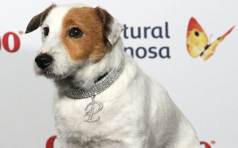 Fotografía de archivo del perro Cook, más conocido como Pancho por los anuncios de la Lotería Primitiva y que llegó a tener su propia película.