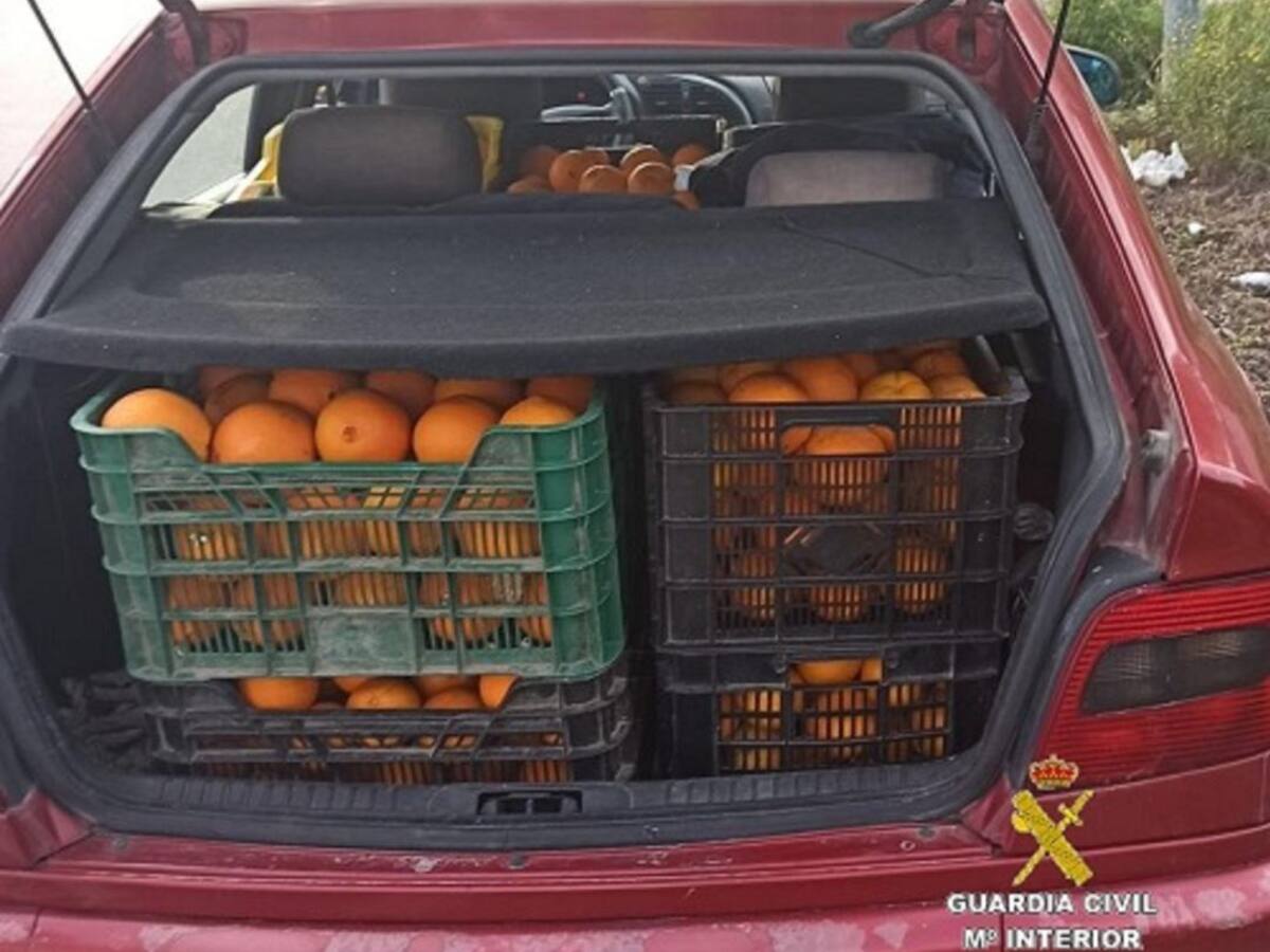Detenido un vecino de Algeciras por el robo de 700 kilos de naranjas en explotaciones agrícolas
