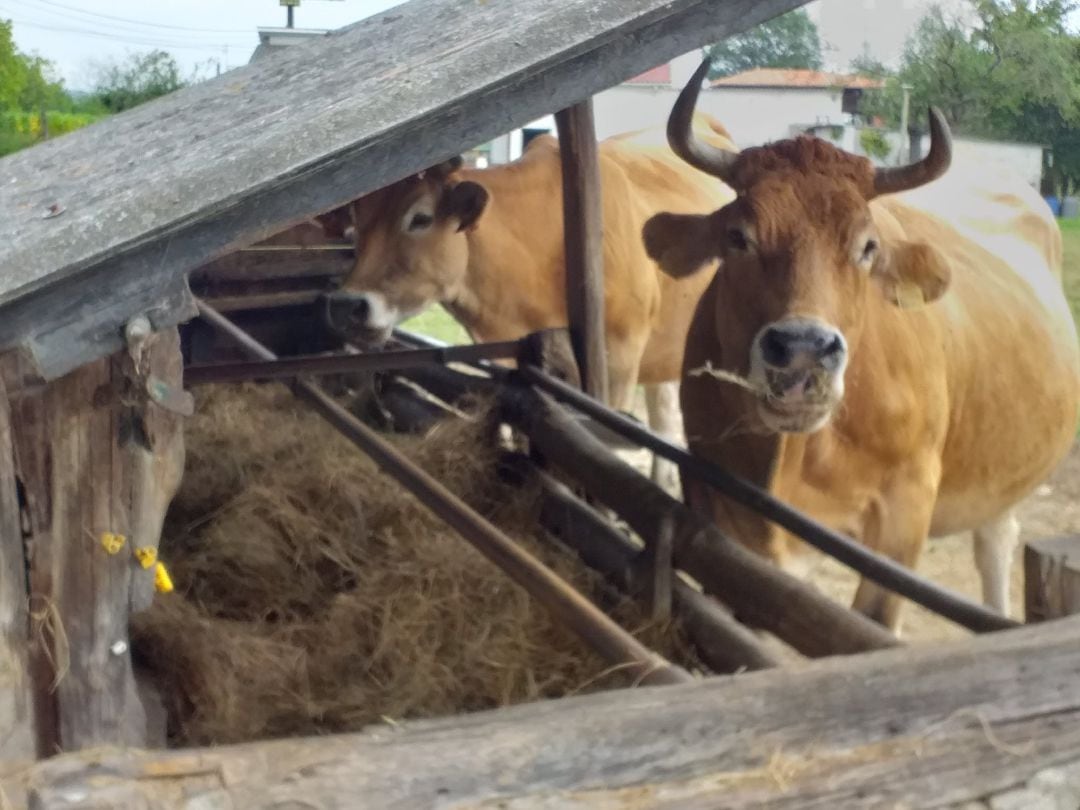 No toda la carne que consumimos impacta igual en el cambio climático