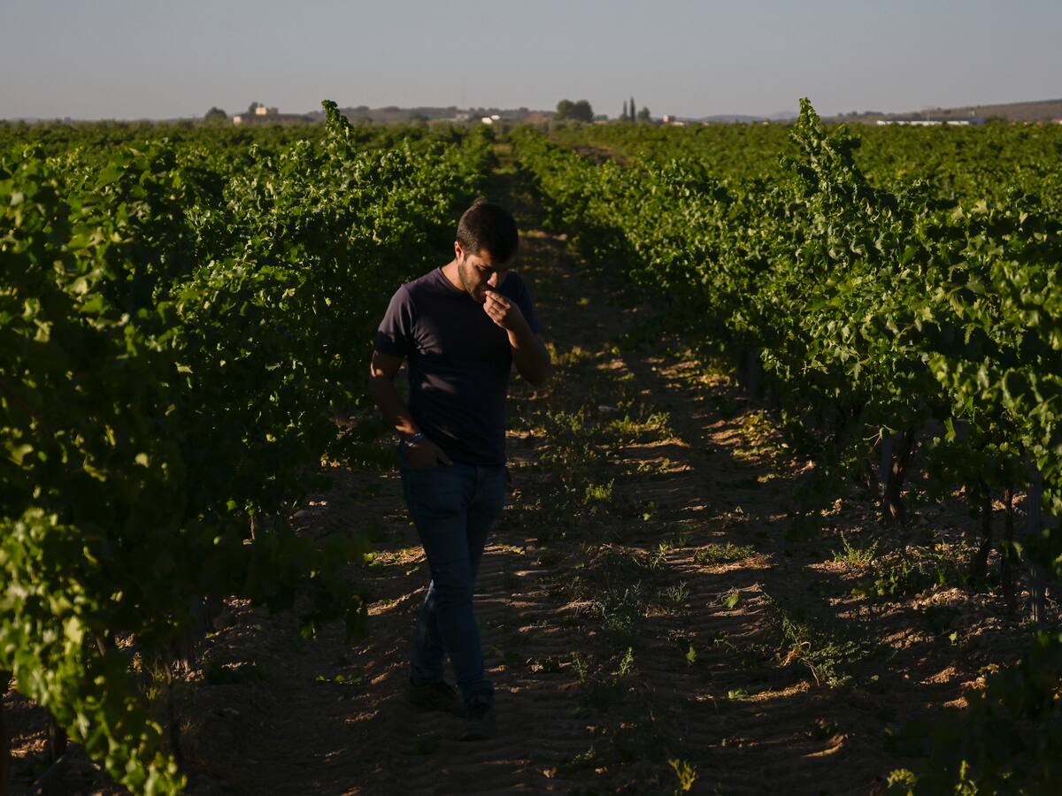 Así será la vendimia en Albacete