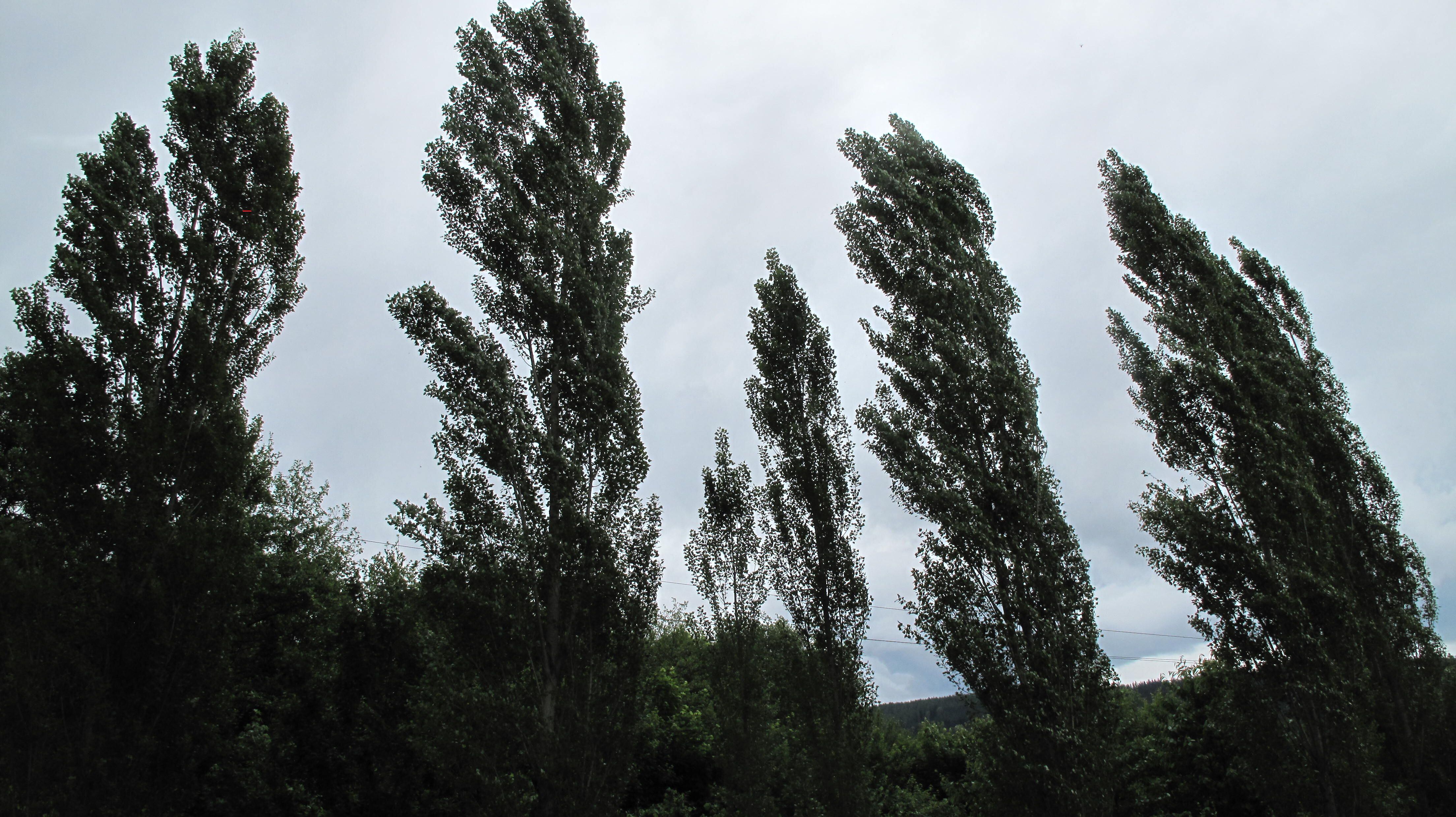 Árboles mecidos por el viento