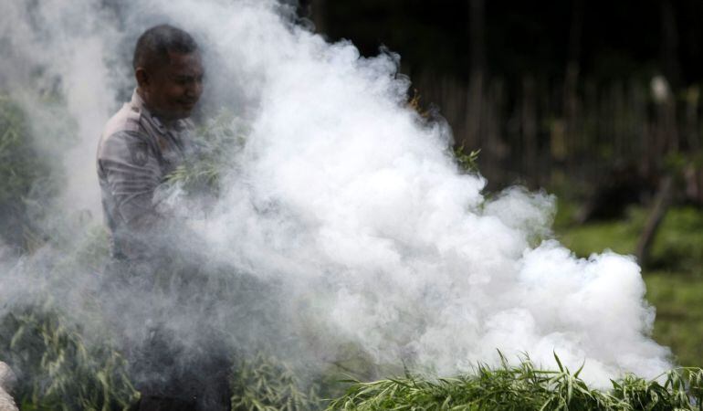 Un policía quema plantas de marihuana en una plantación ilegal. 