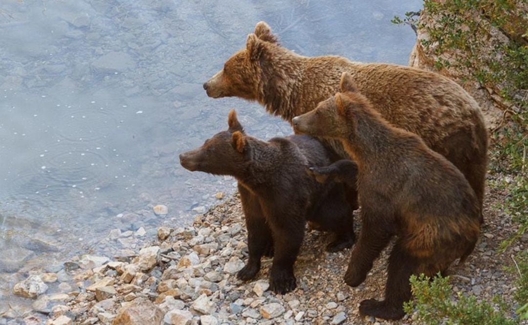 El oso pardo es uno de los animales que podemos ver en el parque cinegético del Hosquillo, en Cuenca.