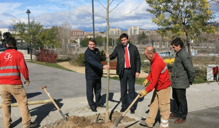 Durante el primer trimestre de 2016 el consistorio plantará medio millar de árboles para sanear y recuperar las especies en la ciudad