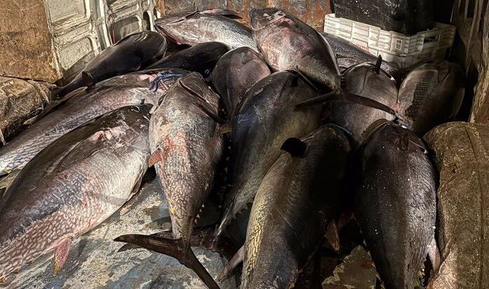 Atún rojo incautado en Tarifa