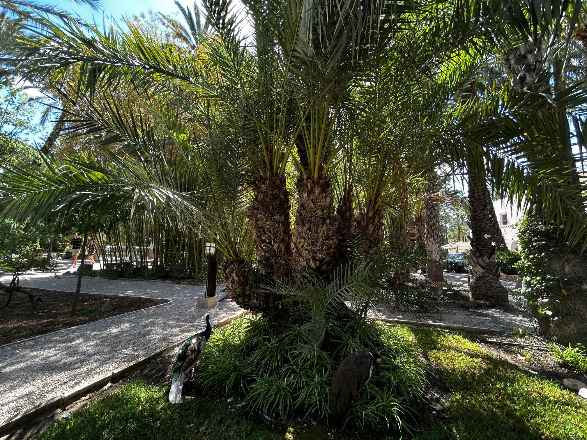 Palmera multibrazos