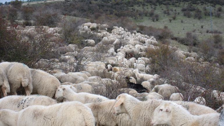 vía pecuaria 