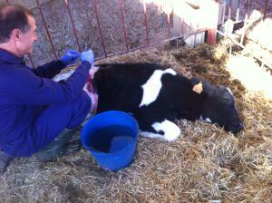 El veterinari fa cures a un dels vedells malferits