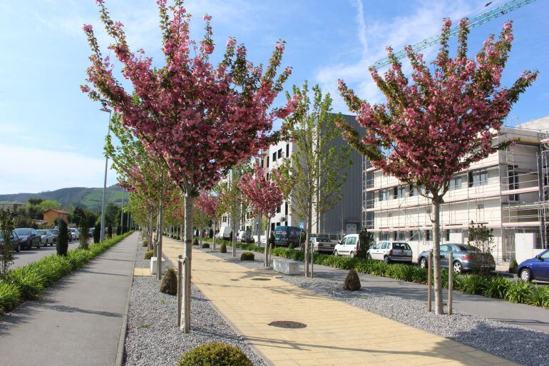 Arboles en flor en el Bulevar Ronda