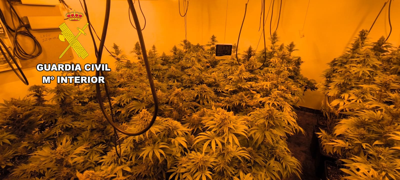 Plantación de marihuana indoor