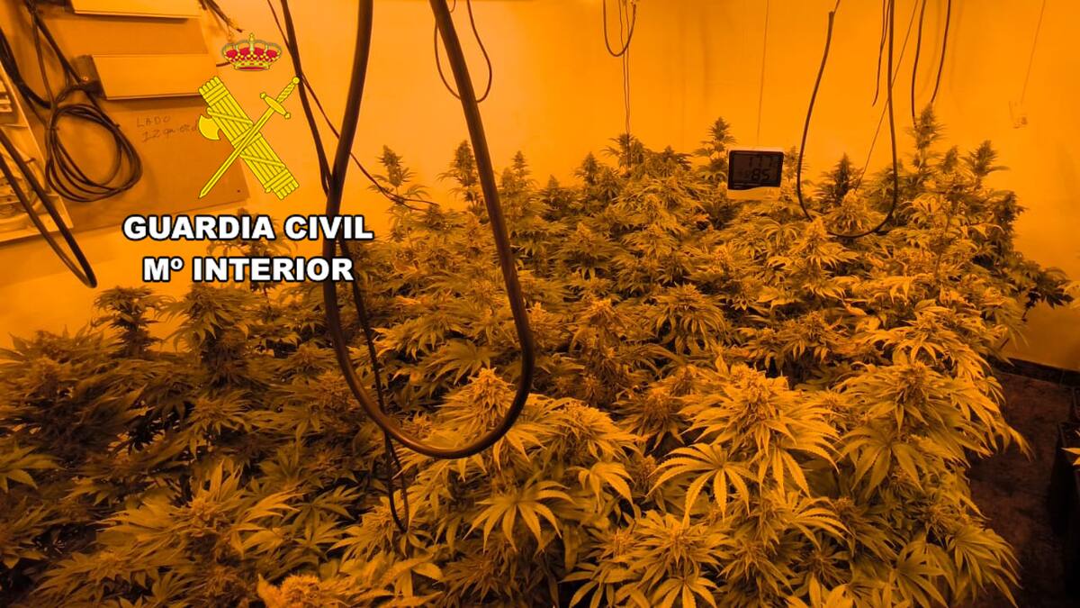 Detenidas dos personas en Alcalá la Real por poseer una plantación de marihuana y defraudar fluido eléctrico