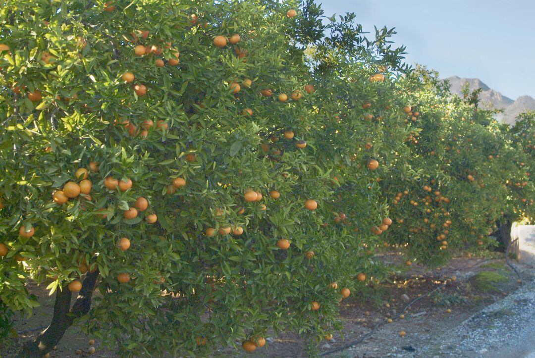 Campos de naranjas en la comarca de la Safor. 