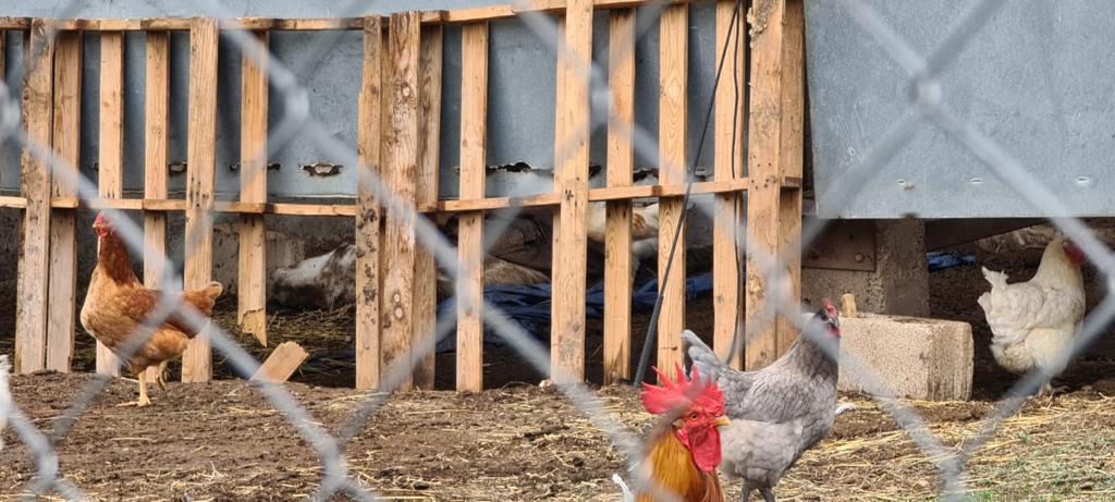 Maltrato animal en La Rioja