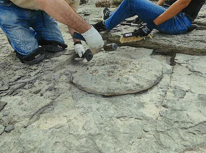 El fósil gigante encontrado en Álava