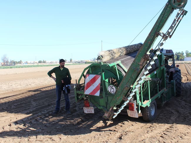 Campo de chufa en l'Horta Nord en una imagen de archivo.