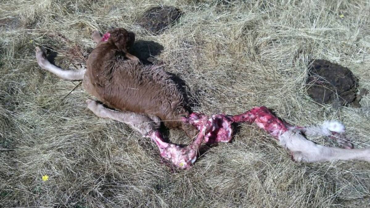 El lobo devora un ternero recién nacido en Lumbrales
