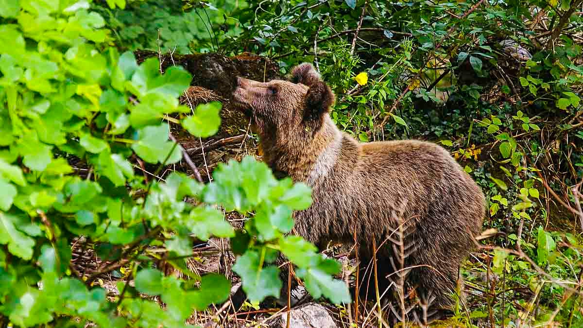 Imagen de archivo de un oso pardo.