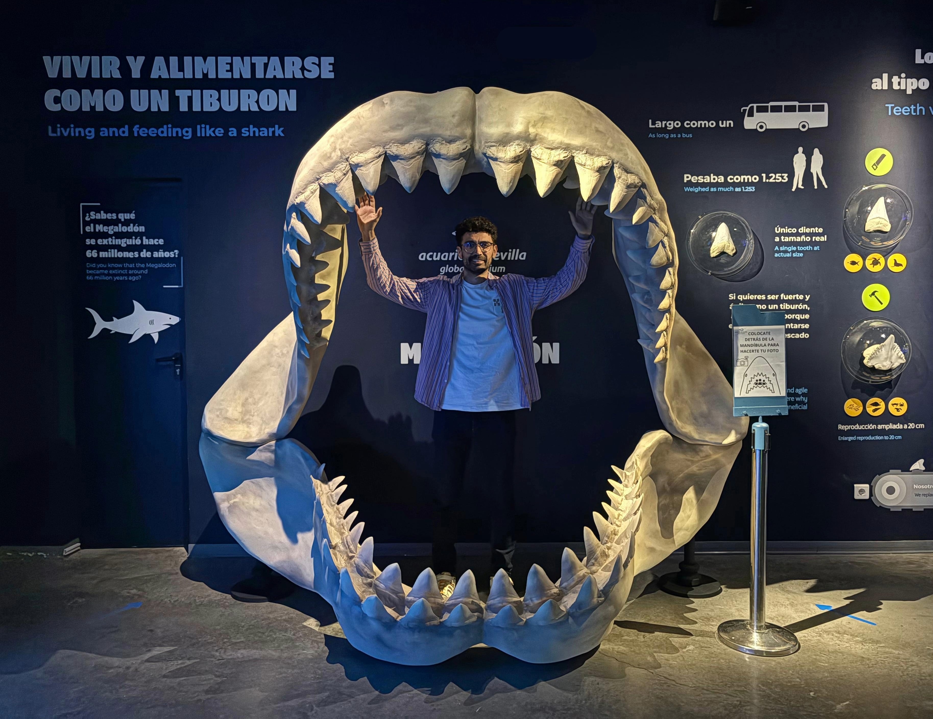 Mandíbula de un megalodón, en la exposición sobre tiburones del Acuario de Sevilla