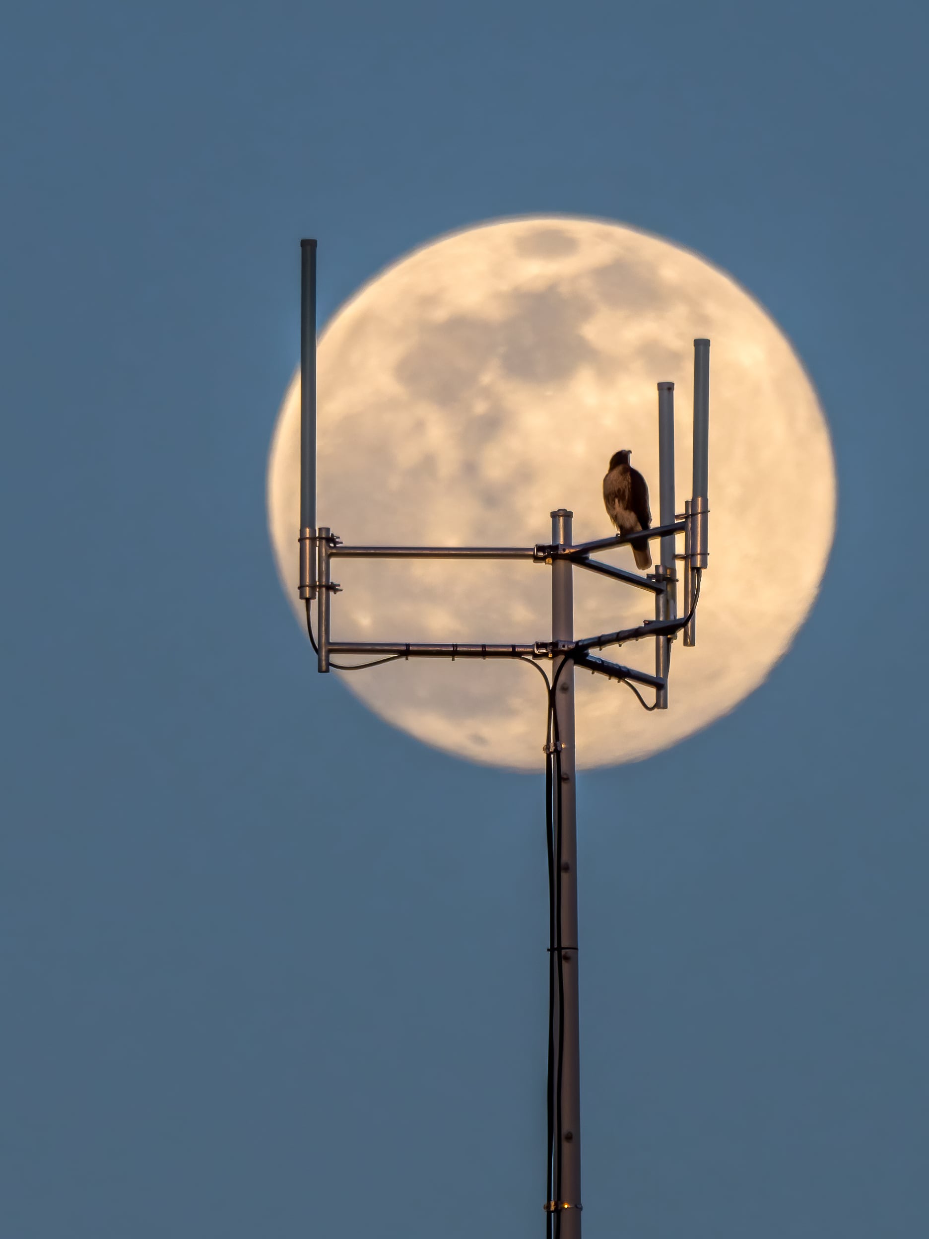 Un halcón con la Luna Llena de fondo.