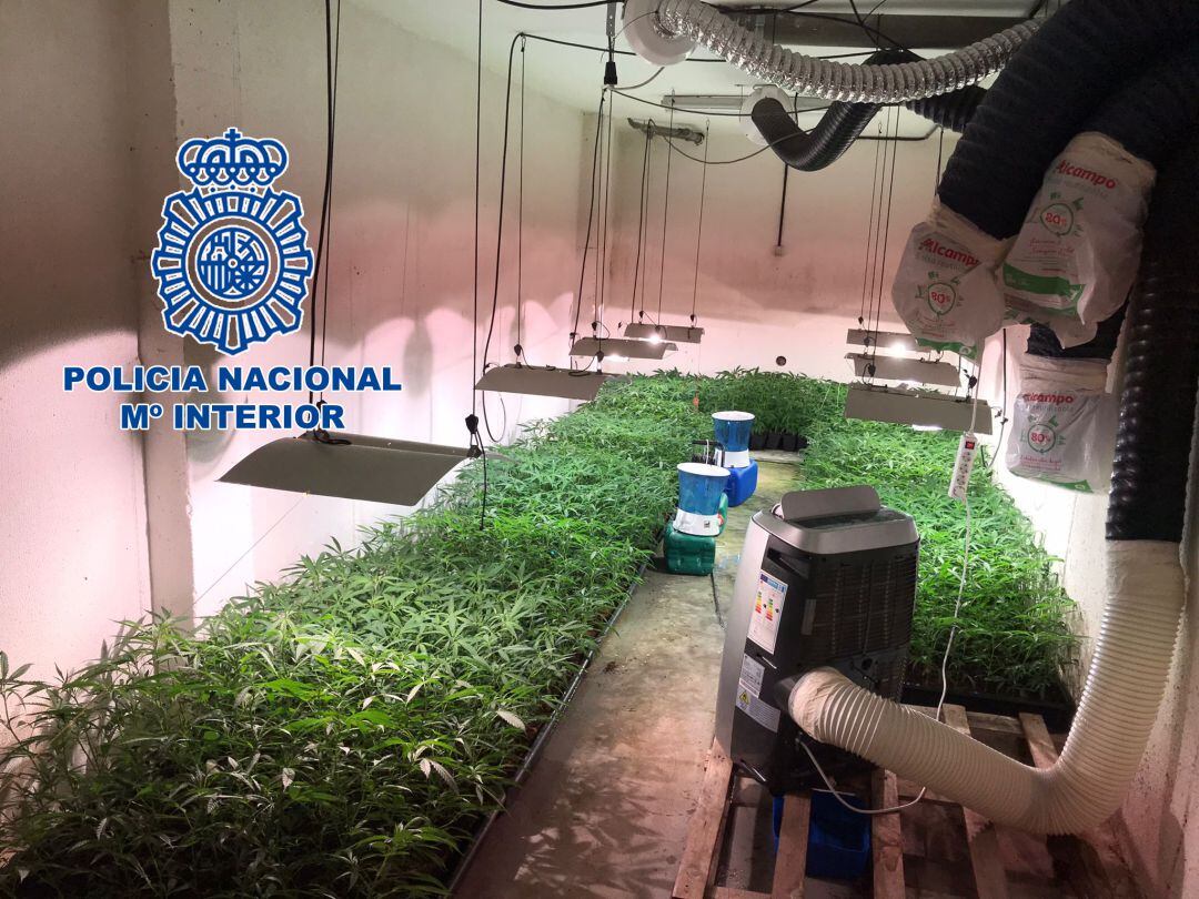 Plantas de marihuana intervenidas