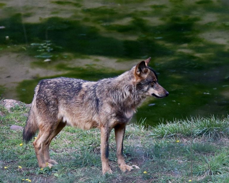 Lobo en el centro de interpretación del lobo de Belmonte. El hallazgo en pocos días de varios cadáveres de lobos en diferentes puntos del Principado ha generado la alarma de las organizaciones conservacionistas. 