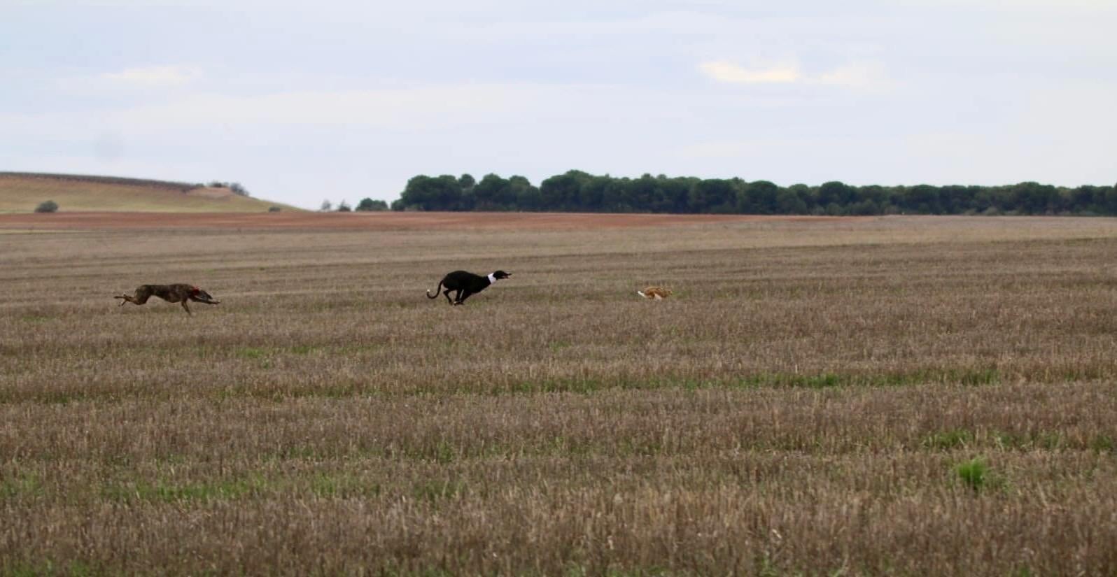 Una de las colleras de las semifinales de la Copa Diputación de Galgos