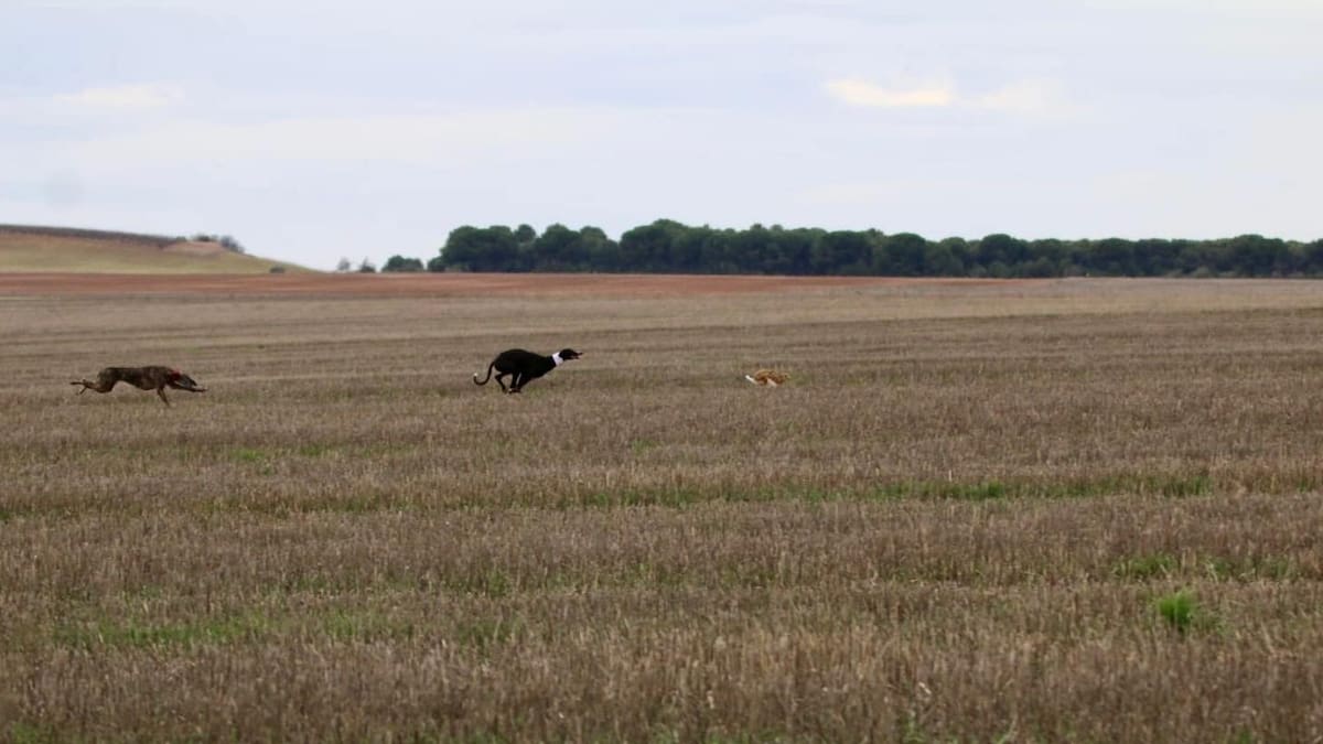 Sombra de Cacheva y Culichi de Izquierdo, finalistas de la Copa Diputación de Galgos