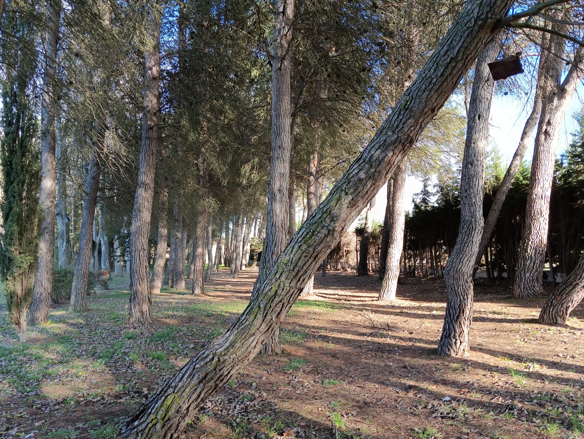 Parque General Gutiérrez, Aranda