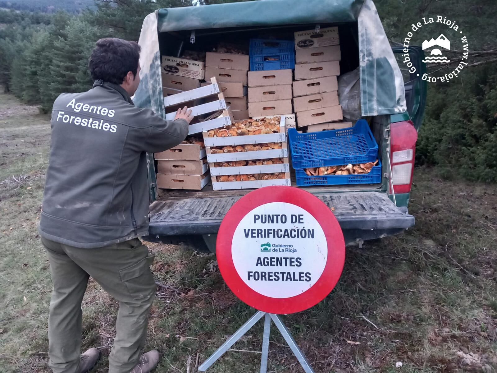 Agentes forestales decomisan 400 kilos de níscalos recogidos en Lumbreras