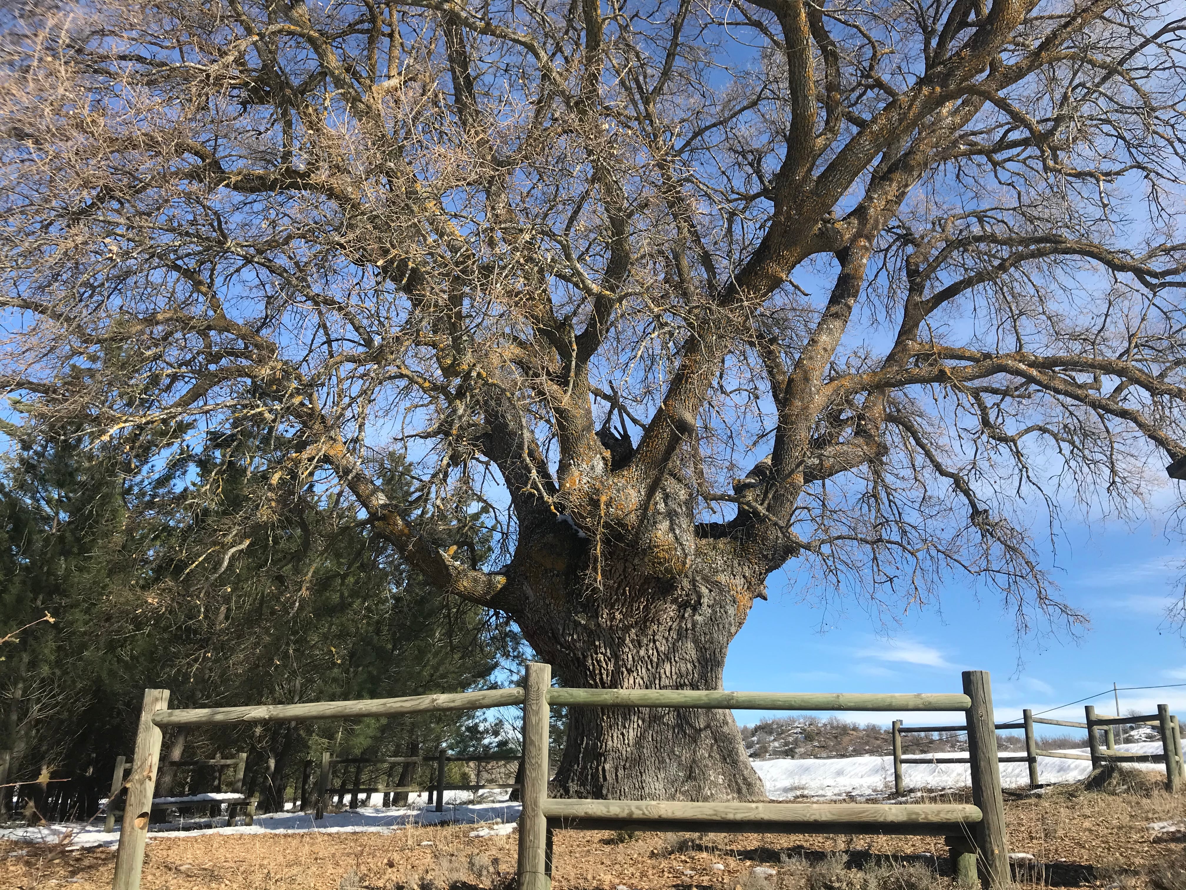 El roble Dios de Pajares, árbol singular de Cuenca.