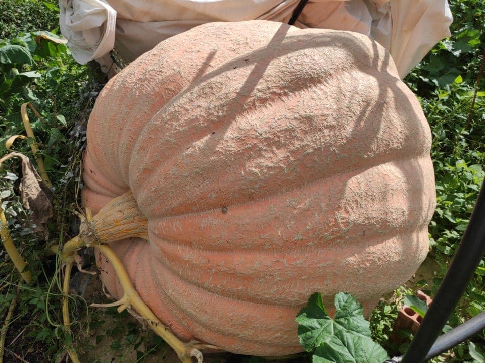 Gigantesca calabaza en Palencia