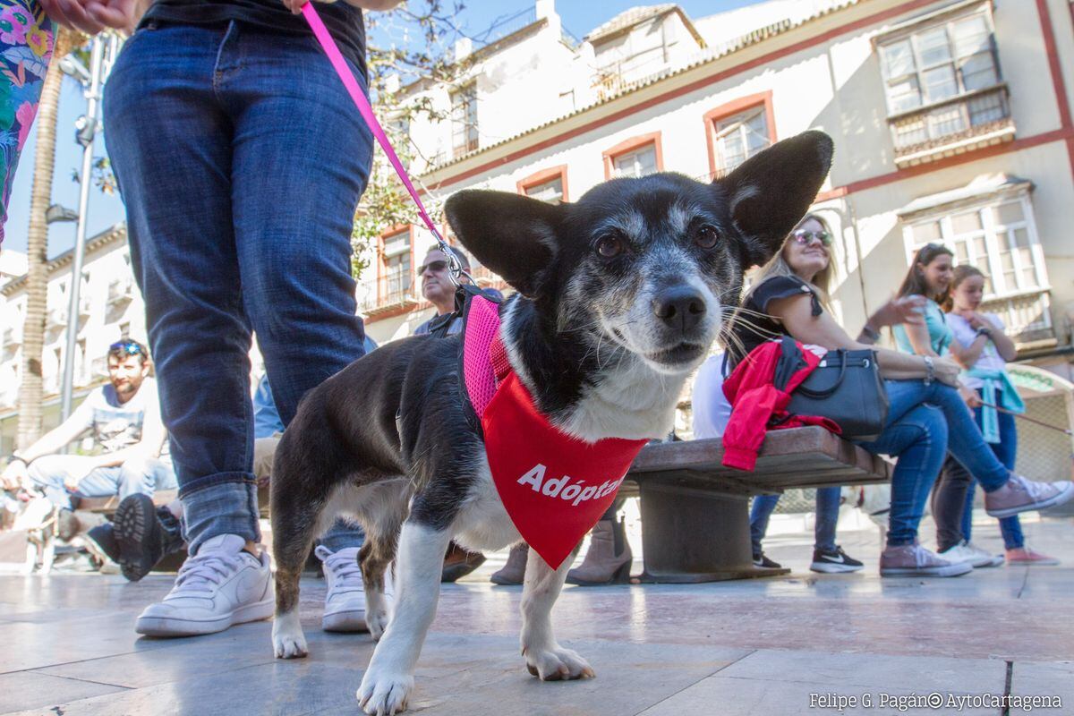 Adopción de perros