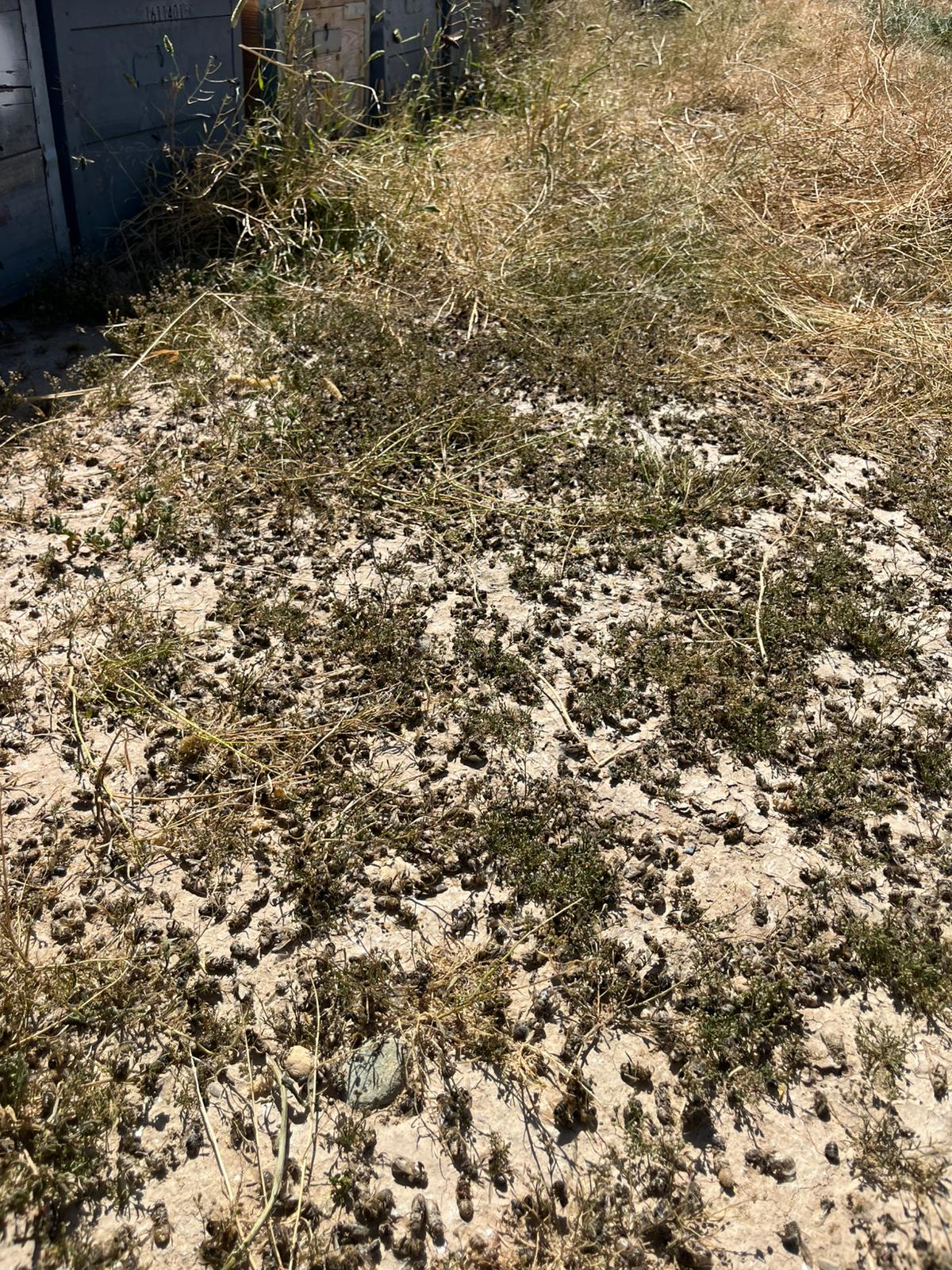 Una fumigación fuera de control arruina la producción de cincuenta colmenas de un apicultor cartagenero