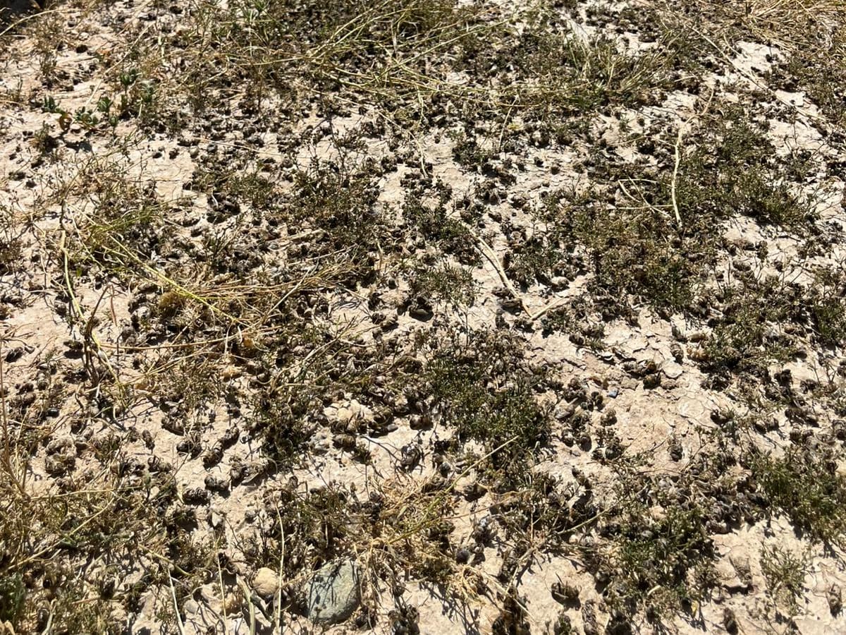 Una fumigación fuera de control arruina la producción de cincuenta colmenas de un apicultor cartagenero