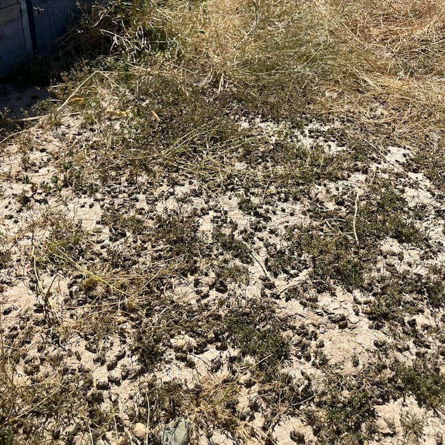 Una fumigación fuera de control arruina la producción de cincuenta colmenas de un apicultor cartagenero