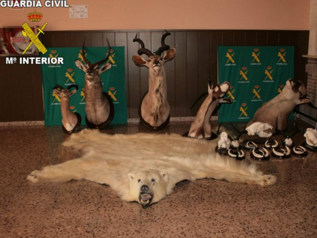 La Guàrdia Civil ha intervingut un cap d'ós polar que s'exhibia en els lavabos d'un restaurant