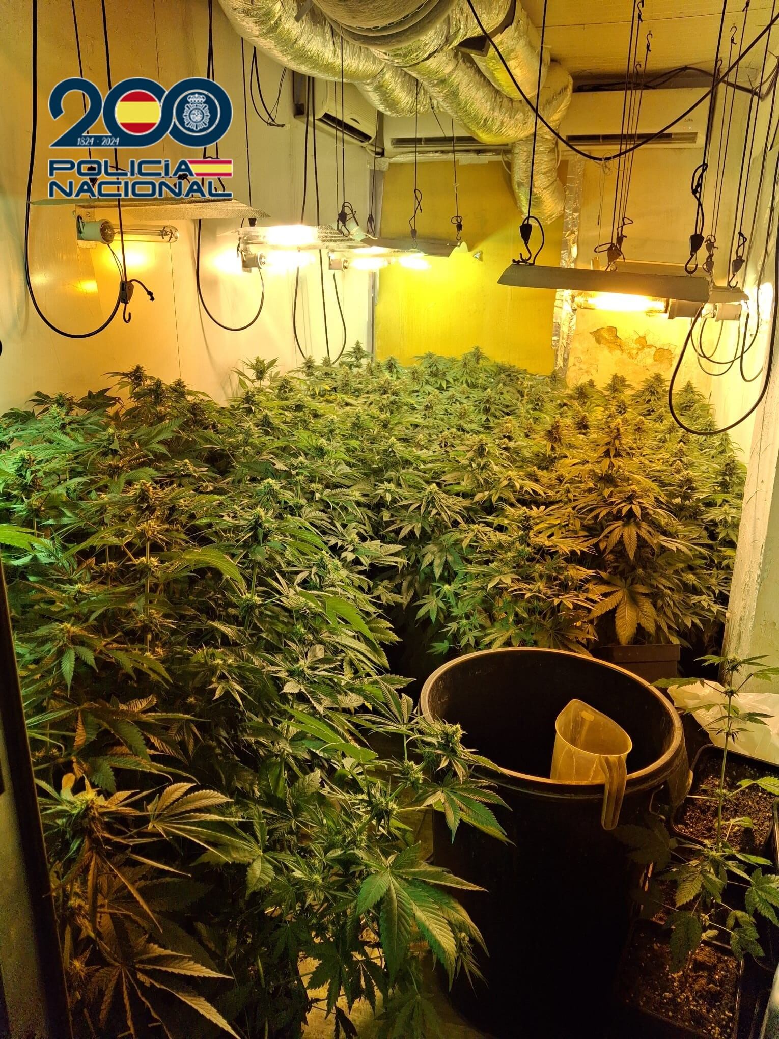 Plantaciones indoor de marihuana en Xirivella (Valencia)
