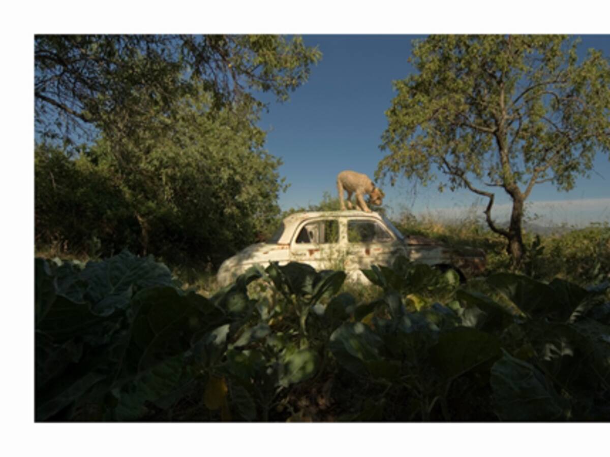 "Coches Darwinianos", una exposición singular de fotografías de automóviles