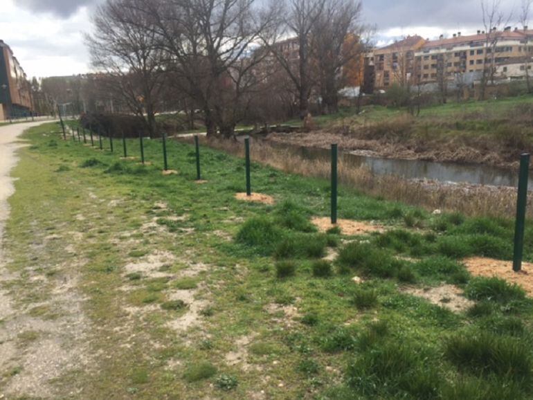 La valla de protección del río Bañuelos a su paso por el Parque María Pacheco falta desde el pasado mes de septiembre