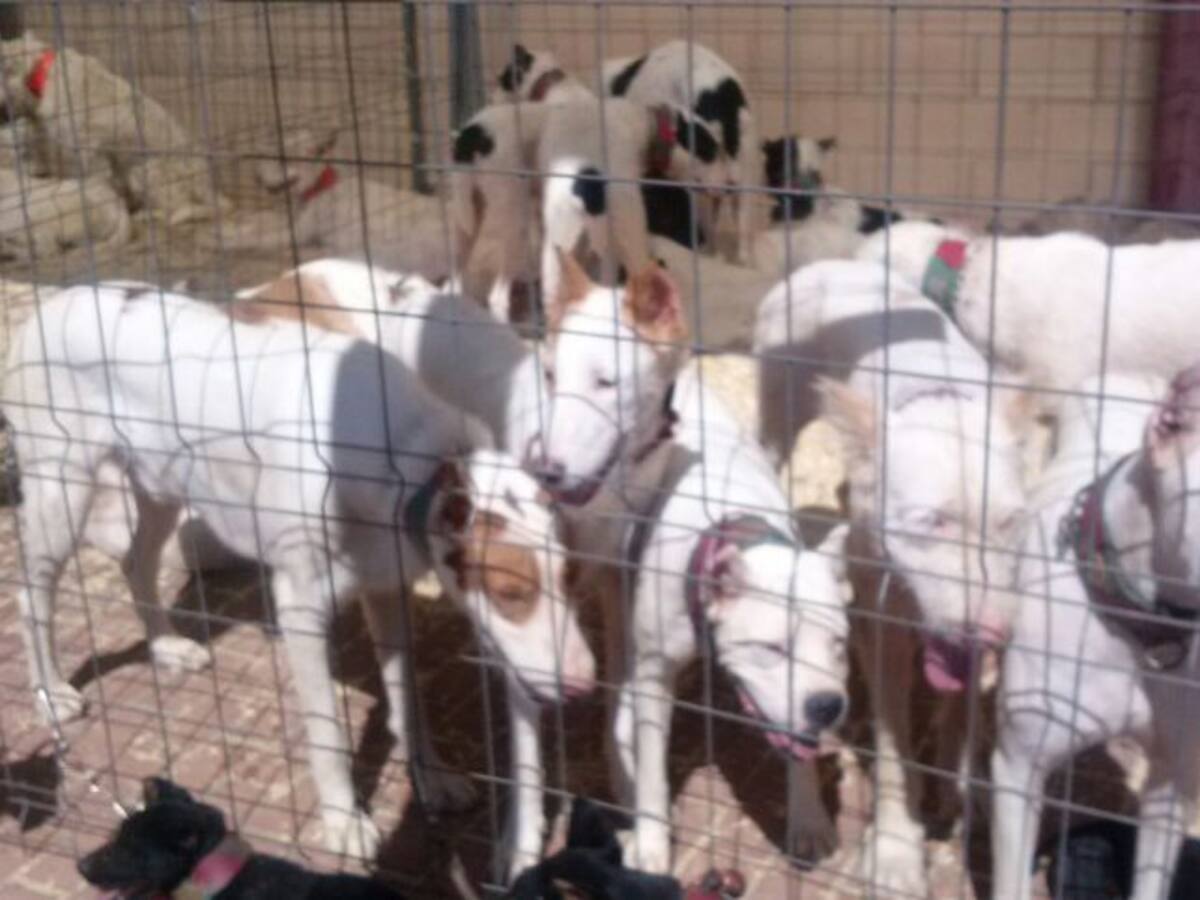 Se abre la veda en Castilla La Mancha, sin escarcha y a pleno sol